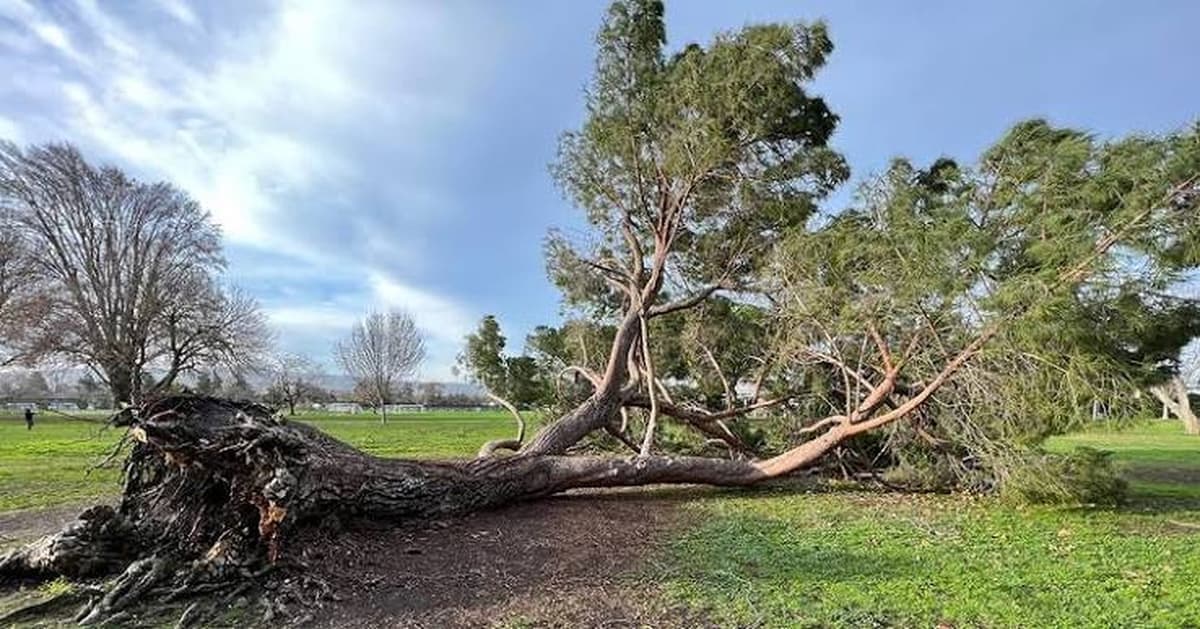Fallen tree after a storm