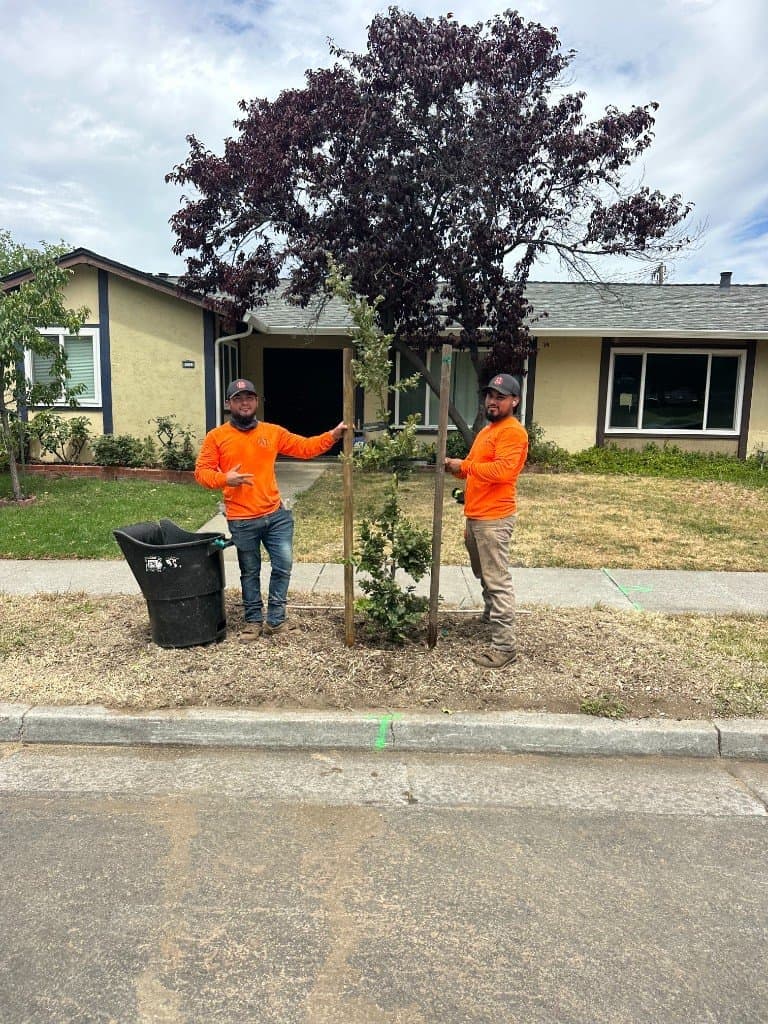 A1 crew planting a new tree with stakes and mulch on a residential street