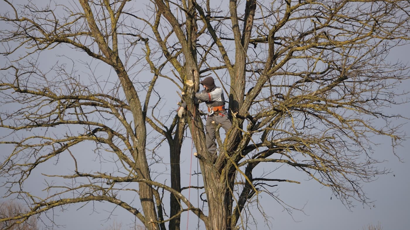 Climber trimming a tree in a safety harness