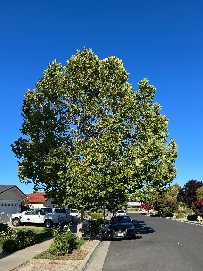 Show the canopy and areas to trim