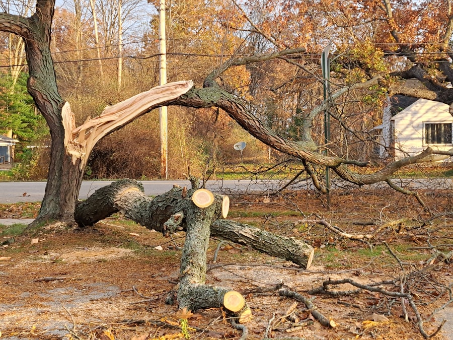Storm-damaged tree