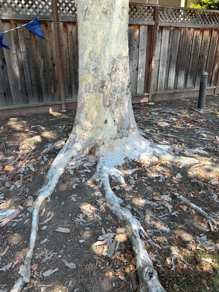 Large tree near a structure