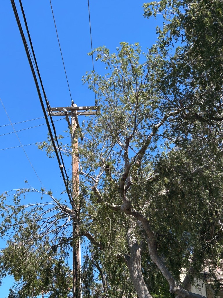 Tree removal in progress