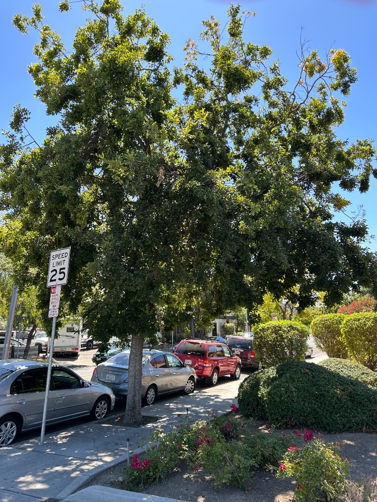 Tree canopy needing pruning