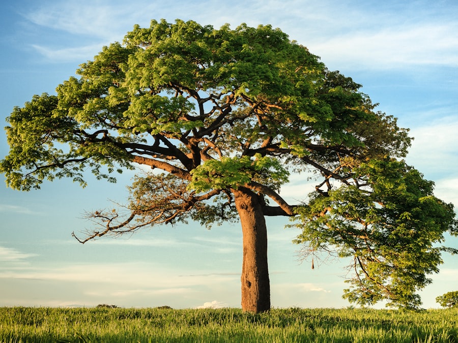 Pruned tree canopy